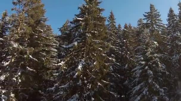 长青树成行 覆盖着新雪 — 图库视频影像