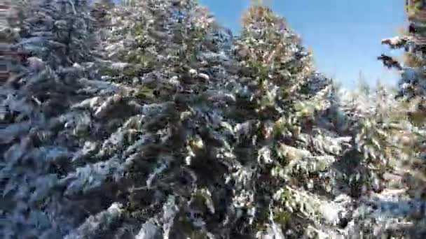 Arbres Conifères Dans Une Ligne Couverte Neige Avec Montagne Sur — Video