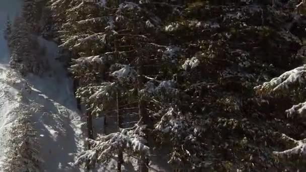 Vista Desde Telesilla Hasta Árboles Coníferas Una Línea Cubierta Nieve — Vídeos de Stock