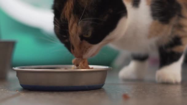 Vídeo Câmera Lenta Gato Comendo Seu Jantar — Vídeo de Stock