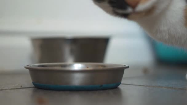 Кошка Ест Чаши Кухне — стоковое видео