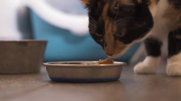 Katze Frisst Ihr Abendessen Aus Einer Metallschale Der Küche — Stockvideo