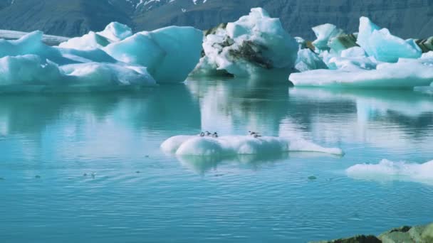 Arctic Tern Drifting Iceberg Jokulsarlon Jkulsrln Lagoon Lake Iceland — Vídeo de Stock