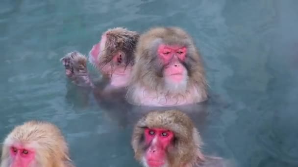 Monkey Onsen Video Tog Hakodate Japan Feb 2019 Närbild Grupp — Stockvideo