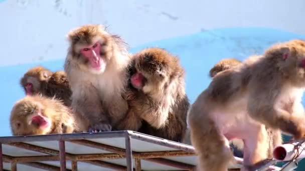 Monkey Onsen Video Hakodate Japón Feb 2019 Primer Plano Grupo — Vídeo de stock