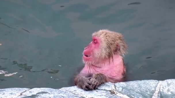 Macaco Onsen Vídeo Levado Hakodate Japão Fev 2019 Close Macaco — Vídeo de Stock