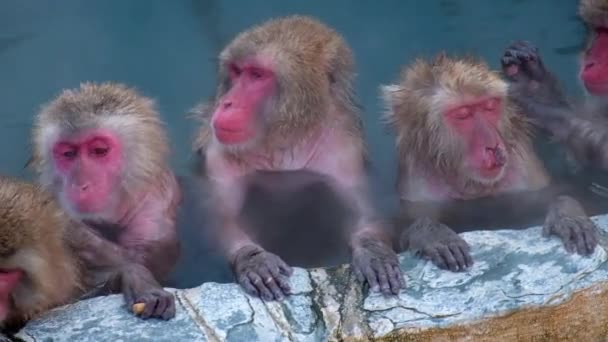 Macaco Onsen Vídeo Filmado Hakodate Japão Fev 2019 Close Grupo — Vídeo de Stock