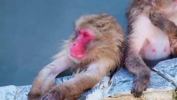 Monkey Onsen Video Pořízeno Hakodate Japonsko Únor 2019 Close Opice — Stock video