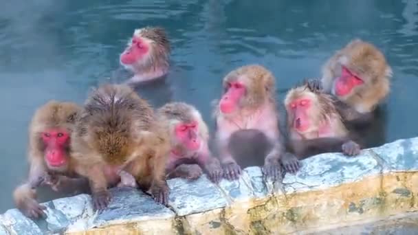 Monkey Onsen Video Hakodate Japón Feb 2019 Medio Toma Grupo — Vídeos de Stock