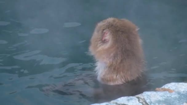 Monkey Onsen Video Took Hakodate Japan Feb 2019 Close Monkey — Vídeo de Stock