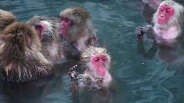 Monkey Onsen Video Took Hakodate Japan Feb 2019 Close Group — Stock video