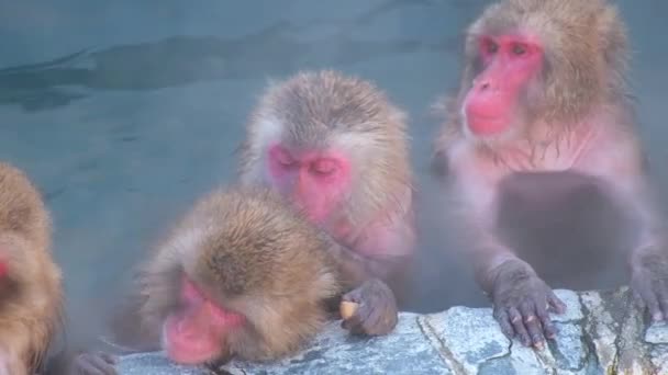 Monkey Onsen Video Took Hakodate Japan Feb 2019 Close Group — 비디오