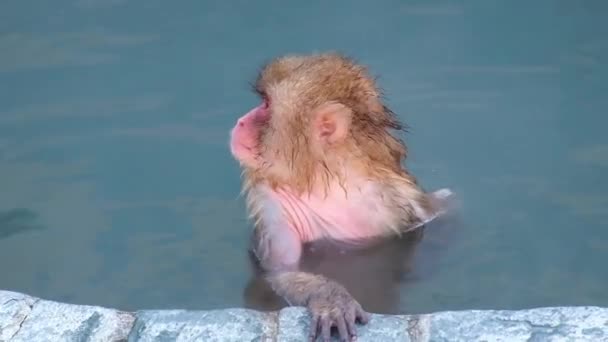 Monkey Onsen Video Tog Hakodate Japan Feb 2019 Närbild Apa — Stockvideo