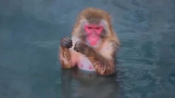 Monkey Onsen Video Took Hakodate Japan Feb 2019 Close Monkey — Stock video