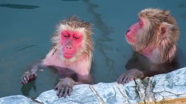 Monkey Onsen Video Took Hakodate Japan Feb 2019 Close Monkeys — Vídeos de Stock