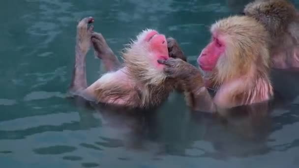 Monkey Onsen Video Took Hakodate Japan Feb 2019 Close Monkeys — Vídeo de Stock