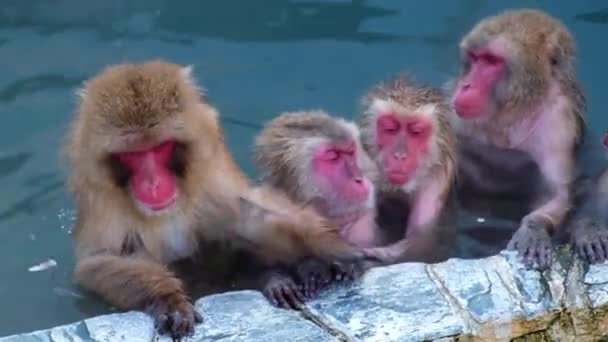 Macaco Onsen Vídeo Levou Hakodate Japão Fev 2019 Close Grupo — Vídeo de Stock