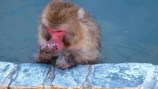 Scimmia Onsen Video Ripreso Hakodate Giappone Feb 2019 Primo Piano — Video Stock