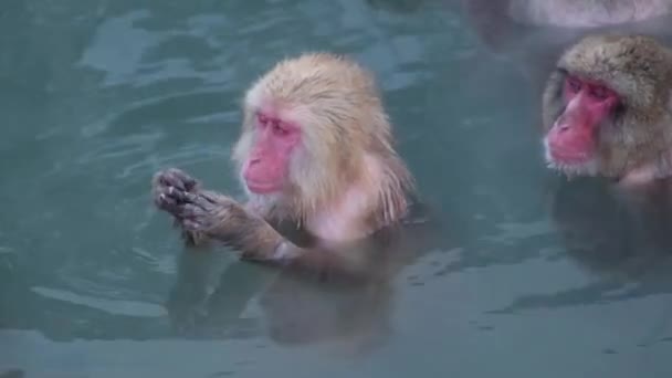 Macaco Onsen Vídeo Levou Hakodate Japão Fev 2019 Close Macacos — Vídeo de Stock