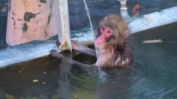 Monkey Onsen Video Taken Hakodate Japan 2019 원숭이가 스프링에서 즐거운 — 비디오