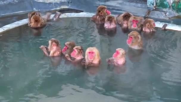 で撮影したモンキー温泉 2019年2月 温泉で楽しい時間を過ごしたサルのグループの広い撮影 — ストック動画