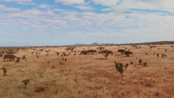 Sabana Tsavo West Cerca Lions Bluff Lodge Kenia Inyecciones Aéreas — Vídeo de stock