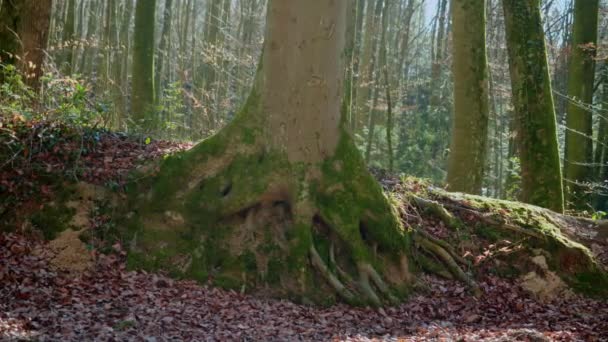 German Forest Late Winter — Vídeo de stock