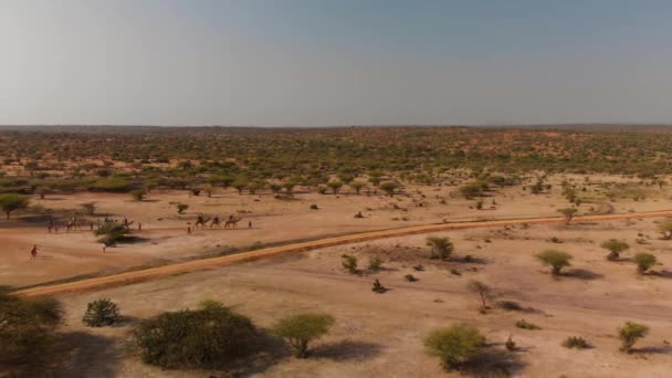 Personas Montando Una Caravana Camellos Samburu Maasai Tierra Kenia Disparo — Vídeos de Stock