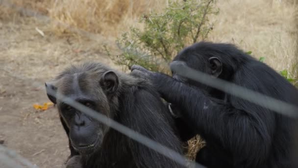 Chimpansees Eating Sanctuary Pejeta Kenya Handheld Shot Slow Motion — стоковое видео