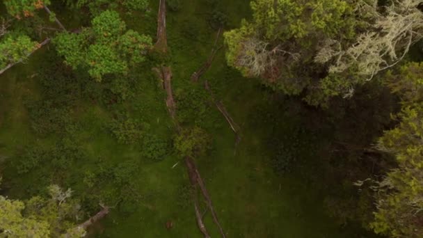 Tiro Cima Para Baixo Floresta Verdejante Monte Quênia Tiro Aéreo — Vídeo de Stock