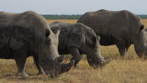 Rinocerontes Blancos Pastando Pejeta Kenia Disparo Mano Cámara Lenta — Vídeo de stock