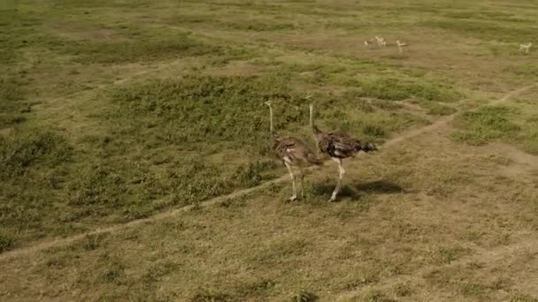 Two Ostriches Herd Gazelles Grazing Grass Background Serengeti National Park — 图库视频影像