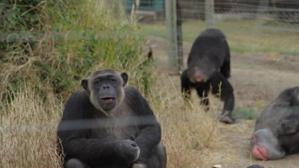 Chimpansees Eating Sanctuary Pejeta Kenya Handheld Shot Slow Motion — Stok video