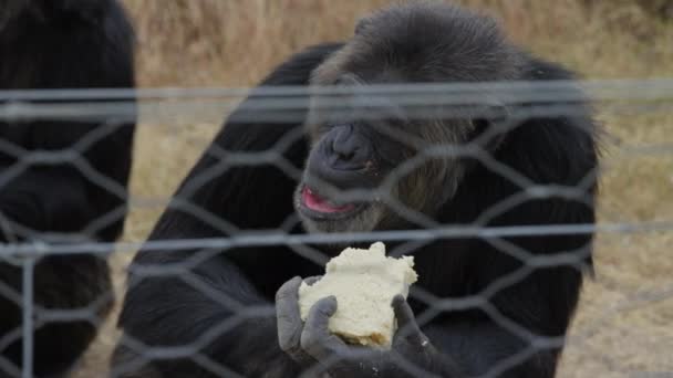 Chimpansees Eating Sanctuary Pejeta Kenya Handheld Shot Slow Motion — Stok video