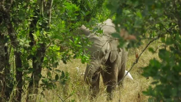 Baby Elephant Eating Playing Bushes Kenya Handheld Shot Slow Motion — Stok video