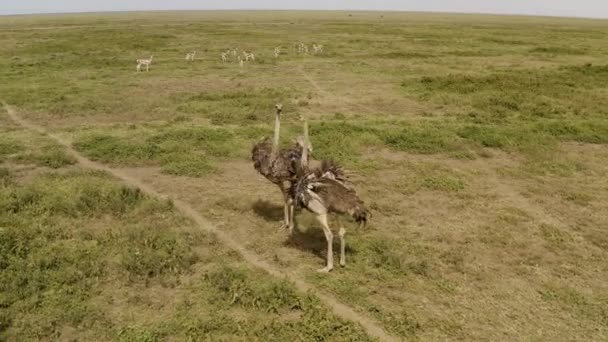 Two Ostriches Herd Gazelles Grazing Grass Background Serengeti National Park — 图库视频影像