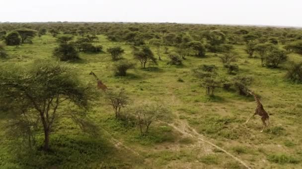 坦桑尼亚塞伦盖蒂国家公园塞伦盖蒂谷地的一户长颈鹿在树间奔跑 — 图库视频影像