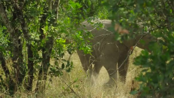 Baby Elephant Eating Playing Bushes Kenya Handheld Shot Slow Motion — Vídeos de Stock