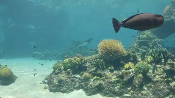 Balık Akvaryumunun Fron Tarafındaki Görüş Alanı Zaman Aşımı — Stok video