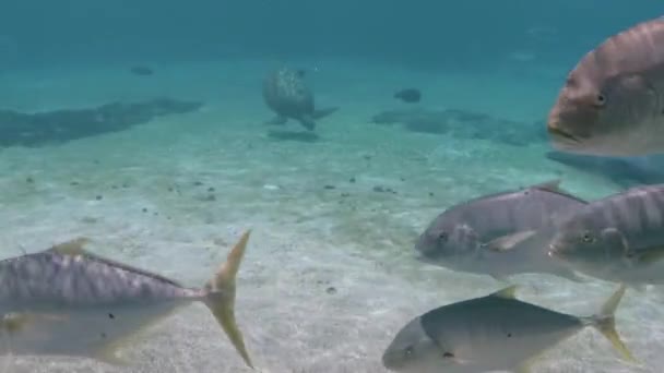 School Fish Swimming Screen — Stok video