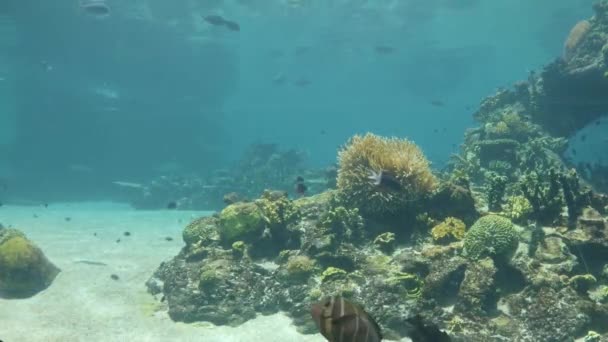 Fish Aquarium Side View Viewing Area — стоковое видео