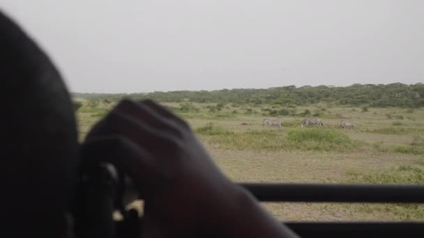 Tourist Taking Picture Zebras Safari Tour Car Serengeti National Park — Stock Video