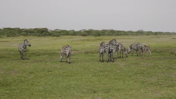 Hjord Zebror Med Kalvar Bete Äta Gräs Serengeti National Park — Stockvideo