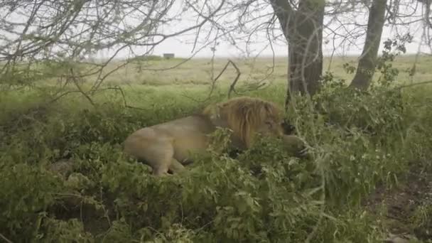 Manligt Lejon Sover Skuggan Trädet Serengeti National Park Tanzania — Stockvideo