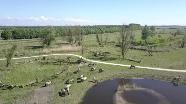 Aerial View Wild Konik Horses National Park Oostvaarders Plassen Flevoland — Stock Video