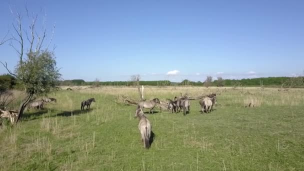 Veduta Aerea Dei Cavalli Selvatici Konik Nel Parco Nazionale Oostvaarders — Video Stock