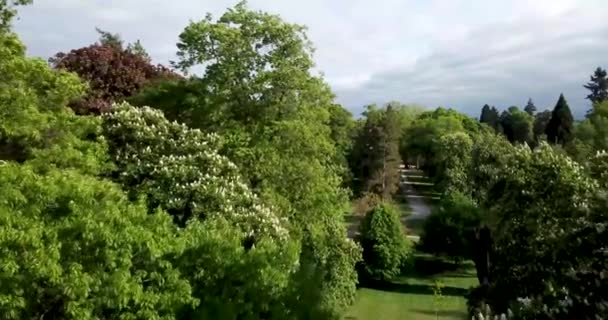 Drohnenflug Durch Bäume Und Über Einem Stadtpark Ein Weißer Vogel — Stockvideo