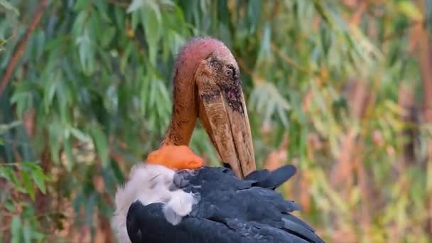 Een Grote Vogel Uit Ooievaarsfamilie Die Zuid Azië Voorkomt Bedreigd — Stockvideo