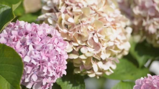 Abeille Ramassant Pollen Sur Une Hortensia — Video