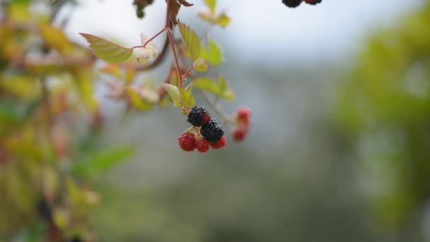 Blackberries Shot Sunny Day Outdoors — Stock Video